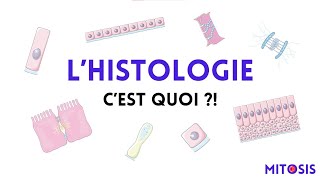 Lhistologie Cest Quoi?