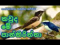 පාන්කිරිත්තා | pankiriththa | Information about animals in sinhala  | සතුන් පිළිබඳ විස්තර