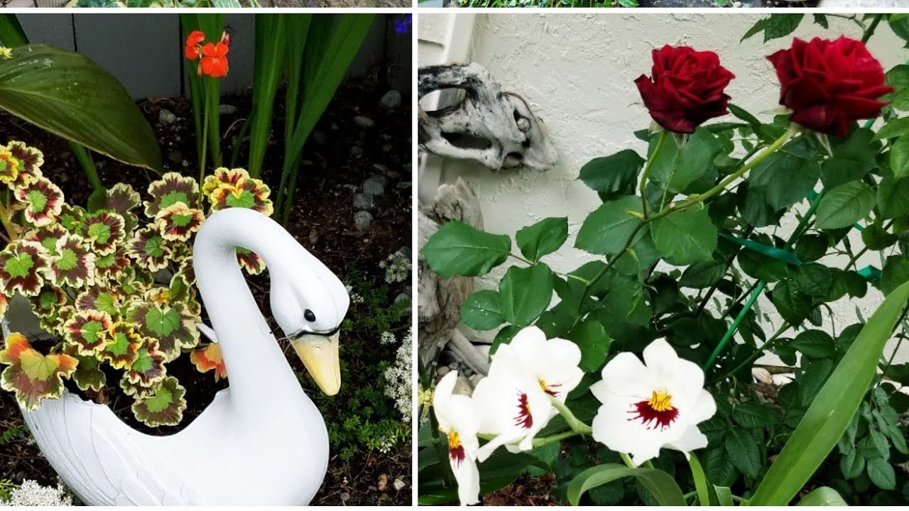 Fertilizante completo y fungicida natural 