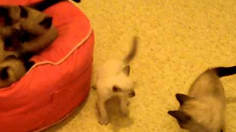 Watch the video about Playing Tag- Little kitten vs big kitten- siamese kittens- cute & funny cat video