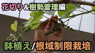 ぶどうの根域制限栽培③(ナガノパープル)〜鉢植え/根域制限栽培の花切りと植え付け後の樹勢管理〜