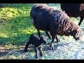 Angry Ram has a new born lamb