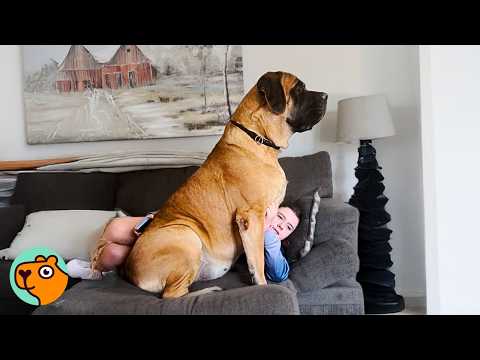Huge Dog Runs To Greet Her Best Friend After School | Cuddle Buddies