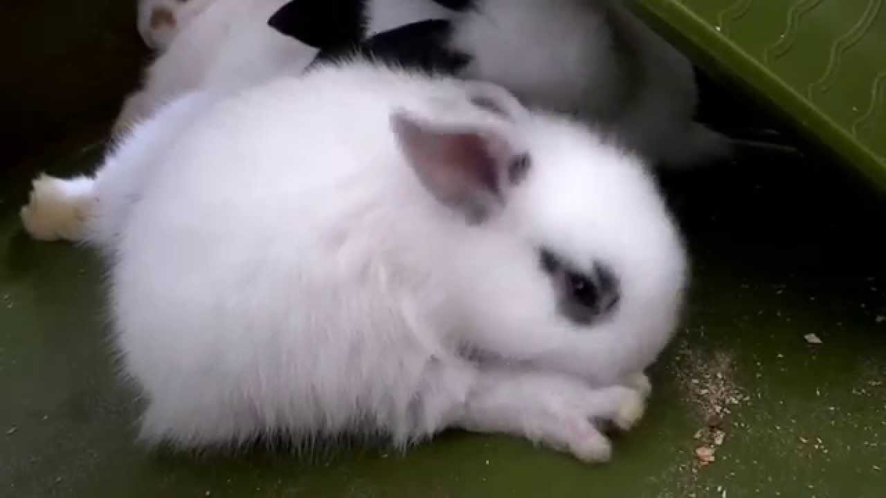 16 Espécies de coelhos domésticos! Descubra as mais populares!, image size:1280x720