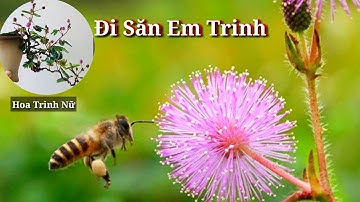 Đi Săn Em Trinh Bonsai ( Hoa Trinh Nữ , Hoa Mắt Cở...)