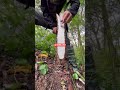 #agriculturalsystem #nature #farmingmethod #trending #shortsfeed