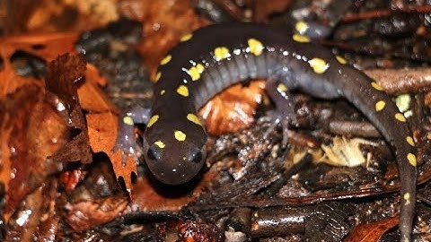 Vernal Pool Chronicles: 2017 Amphibian Migration Part 1