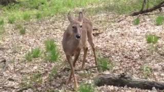 Wild Deer Up Close And Personal