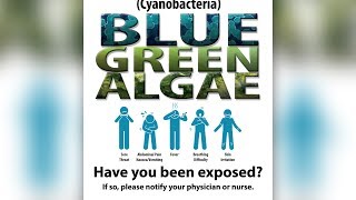 Blue-green algae exposure