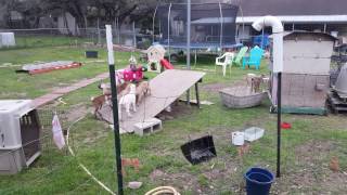 CFA All 11 goat kids babies 5