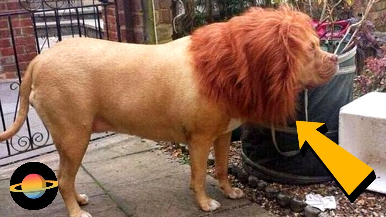 10 ogrodów zoologicznych, które oszukały odwiedzających