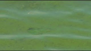 Moderate to larger than moderate harmful algal bloom predicted for summer 2024