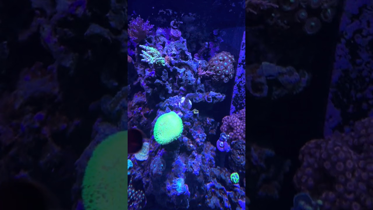 Do emerald crabs eat coral?