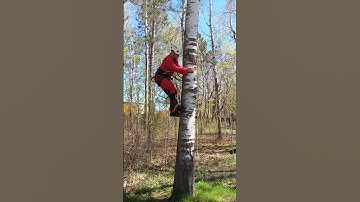 HOW TO CLIMB TREE USING SPIKES