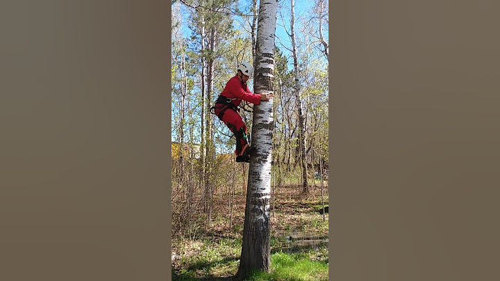 HOW TO CLIMB TREE USING SPIKES