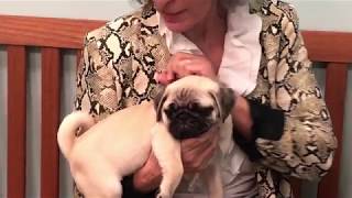 Interesting Facts You Didn't Know About Pugs!