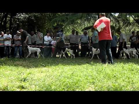 მონადირე ძაღლების რინგი (11.06.11) www.bazieri.ge