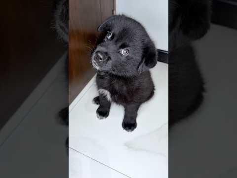 NO TRATEN MAL A NINGÚN 🐶 PERRITO SON FAMILA ❤️