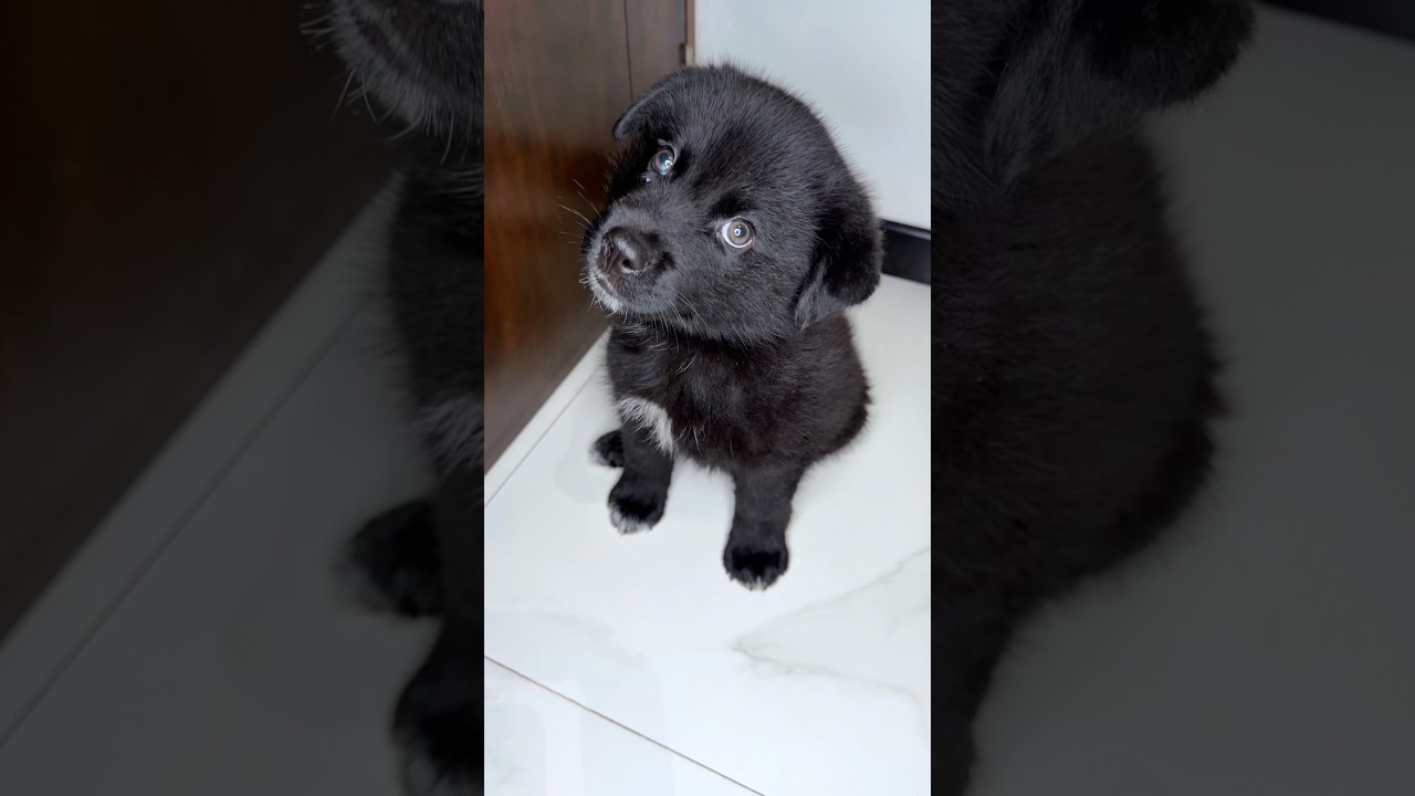 NO TRATEN MAL A NINGÚN 🐶 PERRITO SON FAMILA ❤️