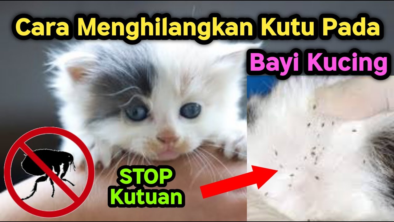 Cara Menghilangkan Kutu Pada Bayi Kucing - YouTube