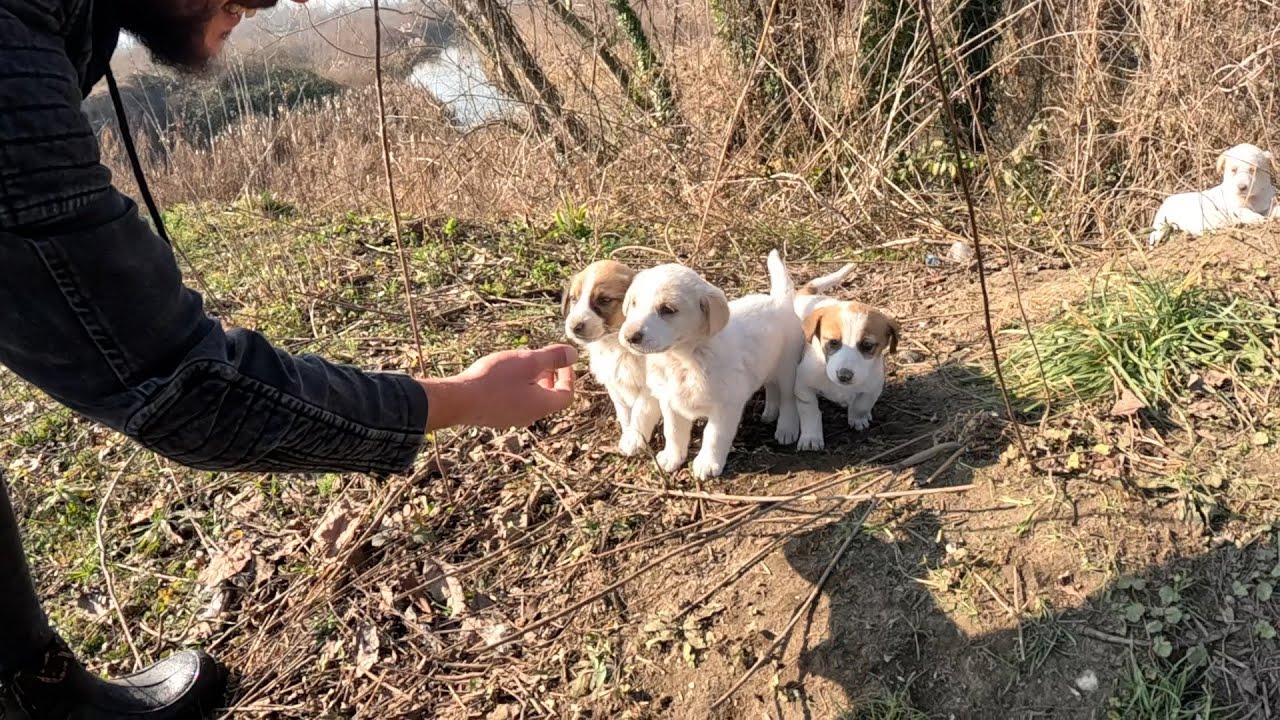 Dopdolu Bir Gün | Tam Saha Besleme ve Kulübe Yapımı