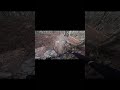 Shredding in finale ligure