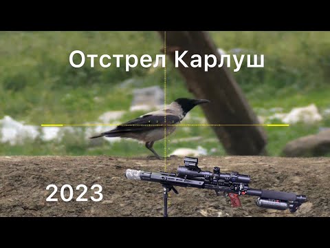 ЧБД. Отстрел ворон! Леший 2, PARD DS35LRF,EDgun Leshiy 2