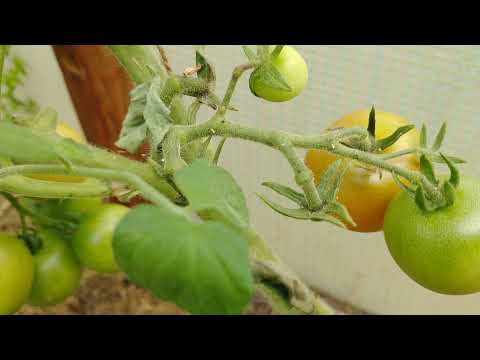 Video: Wie Verarbeitet Man Tomaten Mit Furacilin? Wie Verdünne Ich Furacilin Zum Besprühen Von Tomaten? Wie Können Sie Zur Fütterung Und Behandlung Besprüht Werden?