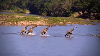 Giraffes Cross the Olifants River