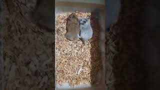 Hamster breeding agouti golden brown X silver grey agout