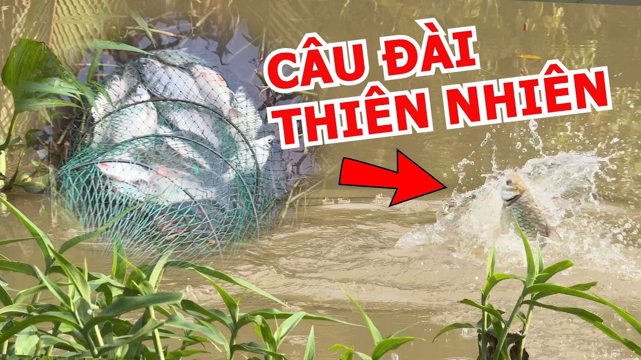 CÂU CÁ CẦN CÂU TAY NGOÀI TỰ NHIÊN NGOÀI SÔNG TRÚNG MÁNH BẦY CÁ MÈ VINH