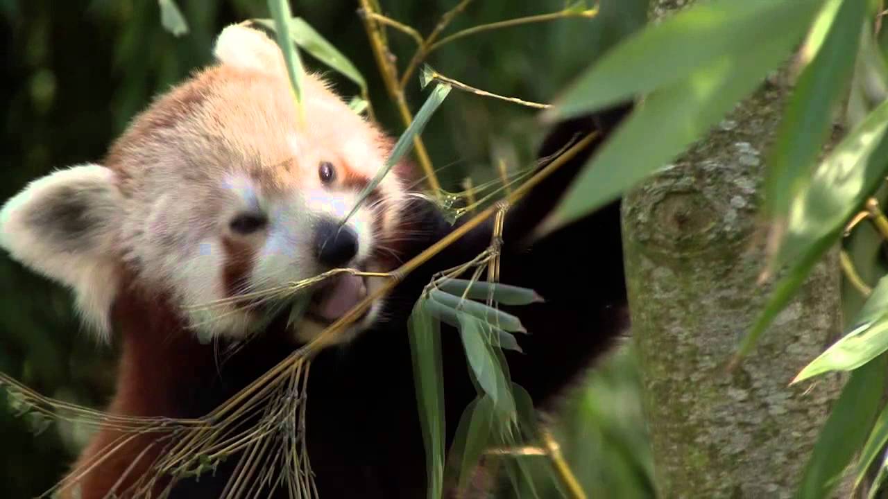 Le réveil de Branféré Parc de Branféré HD