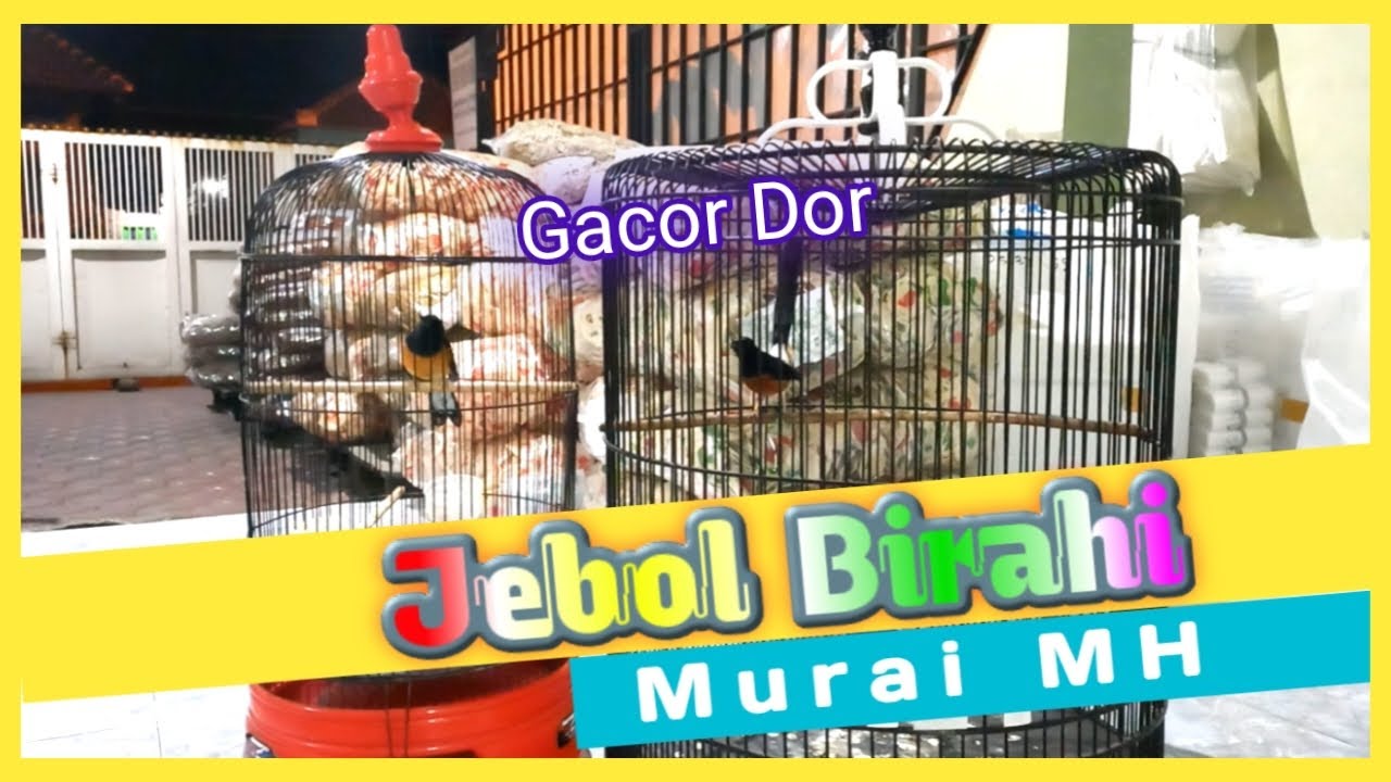 Cara Jebol Birahi Murai Batu Muda Hutan