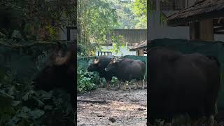 Zoo Negara Malaysia