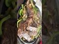Beef Fajita #yt #viral #cooking #youtubeshort #delicious #foodie #comfortfood #sizzling #viralshorts