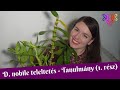 Dendrobium nobile teleltetés | Tanulságok egy tanulmányból  (1. rész)