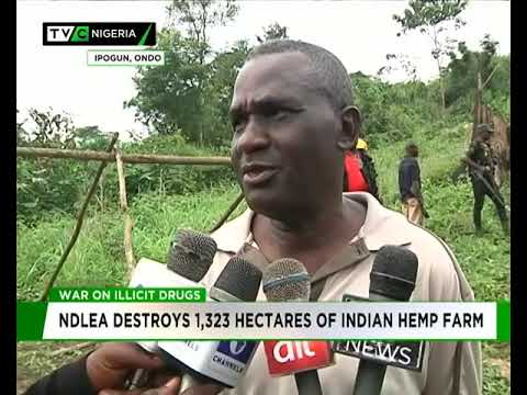NDLEA destroys 1,323 hectares of Indian hemp farm