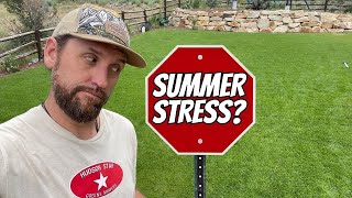 STOP USING Potassium for SUMMER LAWN STRESS?