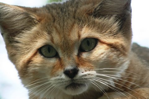 BIG CAT / LITTLE CAT (Producers cut)