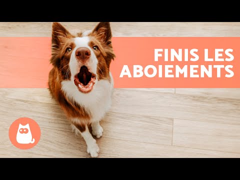 Vidéo: Comment empêcher un chien de devenir fou quand la sonnette sonne