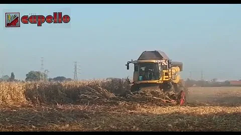 Capello in downed corn.