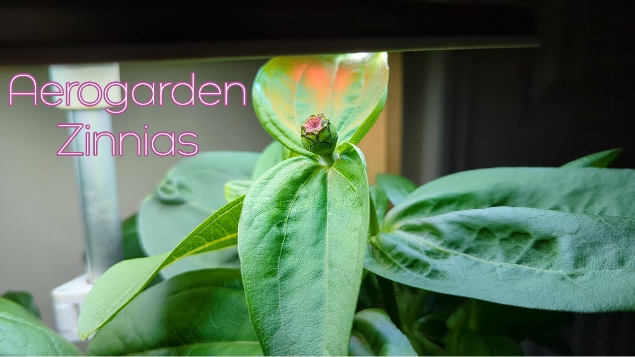 Growing Zinnias in the Aerogarden Harvest for 50+ Days YouTube