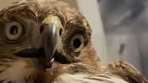 collaboration video @N4TUH