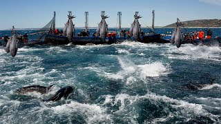 Amazin Commercial Tuna Fishing, Net Fishing Tuna - Catch Hundred Tons Tuna Fish On The Big Boat