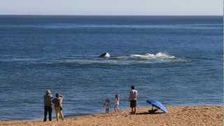 Avistamiento de ballenas en Punta del Este