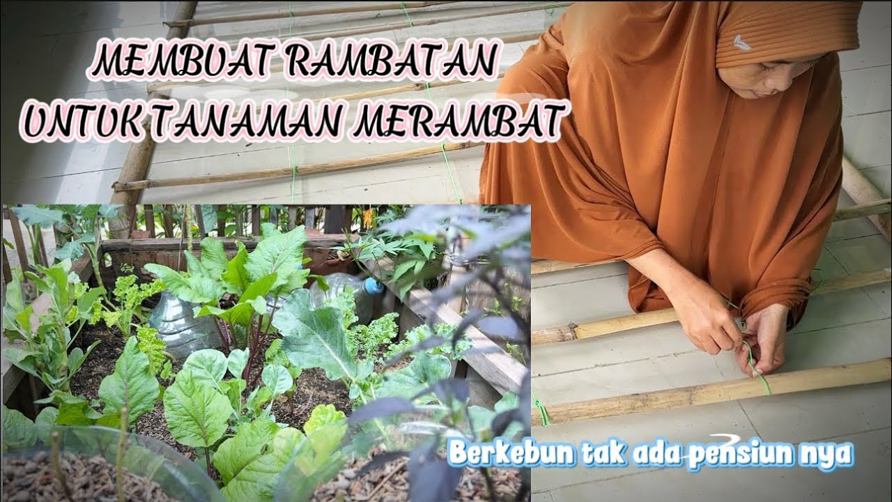 Cara membuat rambatan tanaman super simpel dan mudah #rambatantanaman ...