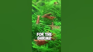 Javamos houden met garnalen