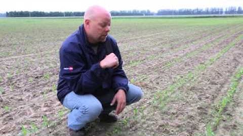 Weed Control in Corn