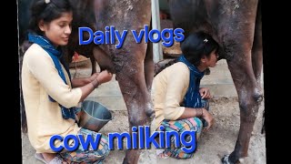 Drinking Milk Directly From Cow Cow Indian Village Beautiful Girl