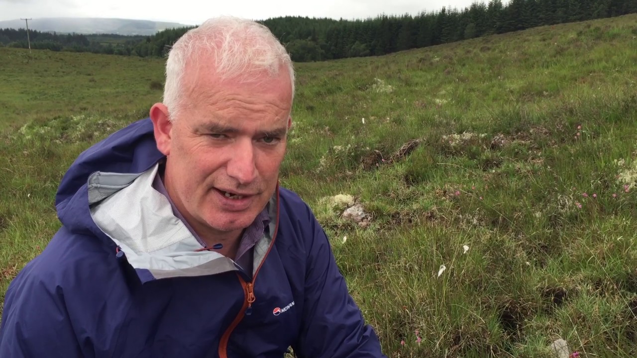 How the Hen Harrier Scheme is being created on farms - YouTube